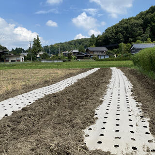 にんにく畑で草取り作業のお手伝いボランティア募集