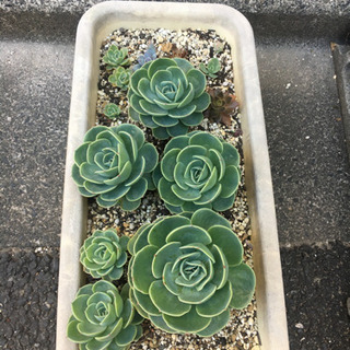 多肉植物　七福神