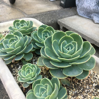 多肉植物　七福神の画像