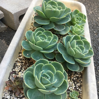 多肉植物　七福神の画像