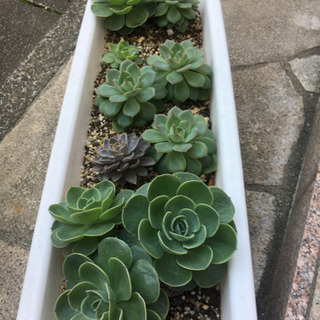 多肉植物　七福神寄せ植え