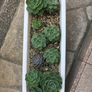 多肉植物　七福神寄せ植えの画像