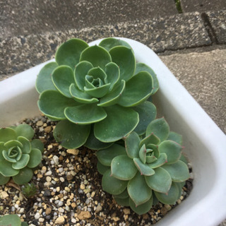 多肉植物　七福神寄せ植えの画像