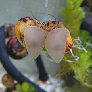 【決定済】アンモナイトスネール🐌タマゴ🥚