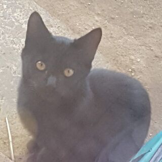 【受付終了】少しビビりな黒ネコちゃん