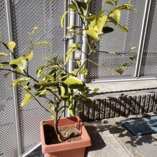 夏みかんの苗