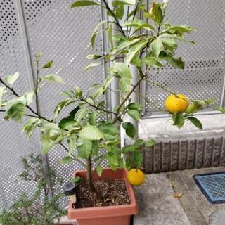 夏みかんの苗の画像