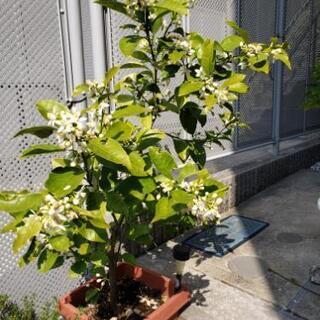 夏みかんの苗の画像