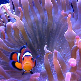 🐠海水魚Love♡メンバー募集中✨