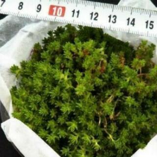 多肉植物　セダム　③の画像