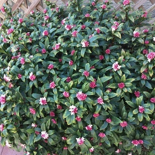 沈丁花差し上げます。の画像