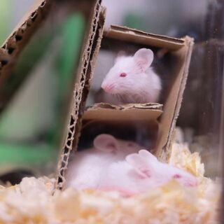 ハツカネズミ