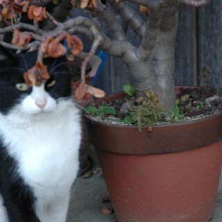成猫の里親募集