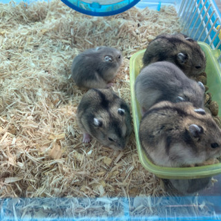 ジャンガリアンハムスター生後約1ヶ月　1匹 - 岡崎市