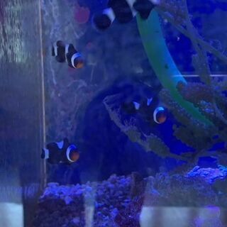 海水魚　ブラックオセラリス他の画像