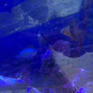 海水魚　ブラックオセラリス他の画像