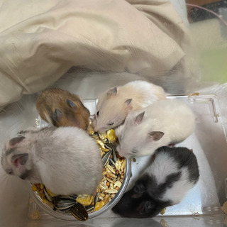 ゴールデンハムスター