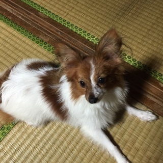 元気なパピヨンです。