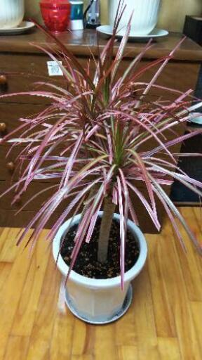 観葉植物ドラセナ