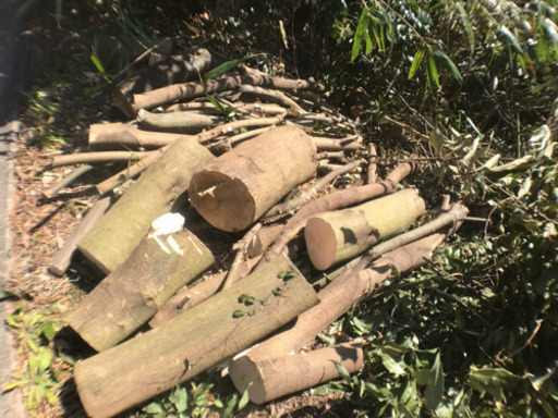 活動資金にします。カシの枝と幹。2021.2伐採。薪、焚き火