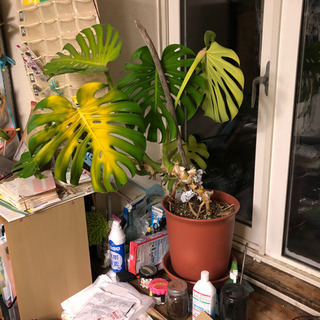 観葉植物　モンステラ