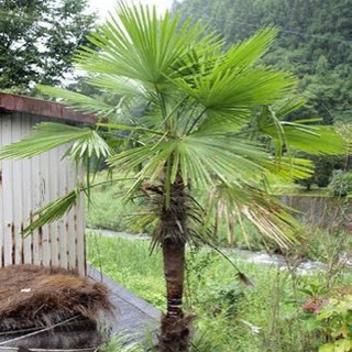 サボテンやヤシの木、アガベ等、不要な植物を頂けると嬉しいです