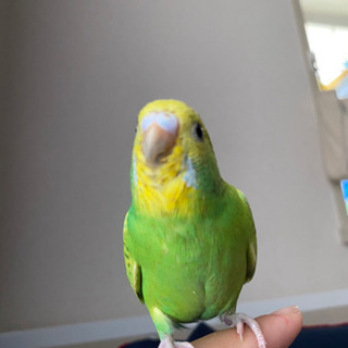セキセイインコが迷子です