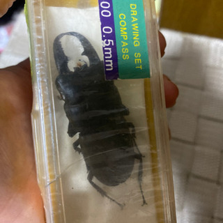 クワガタ  剥製