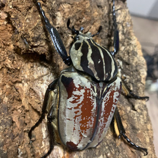 (新成虫)ゴライアス・ゴリアテス