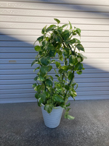 観葉植物　ポトス