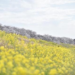 写真撮影します!(フルサイズ一眼です!) − 埼玉県