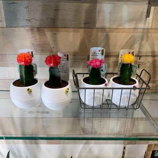 観葉植物始めました！