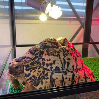 ヒョウモンリクガメ　陸亀　爬虫類　