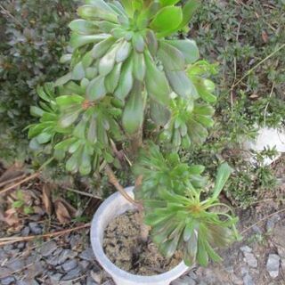 【お話中】　【最終処分】　黒法師　クロホウシ　観葉植物