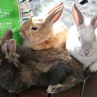 うさぎを保護してます。