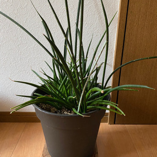 【観葉植物】サンセベリアスタッキー
