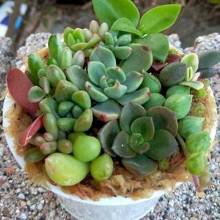 多肉植物ﾐﾆﾐﾆ寄せ植え🌵