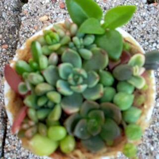 多肉植物ﾐﾆﾐﾆ寄せ植え🌵の画像