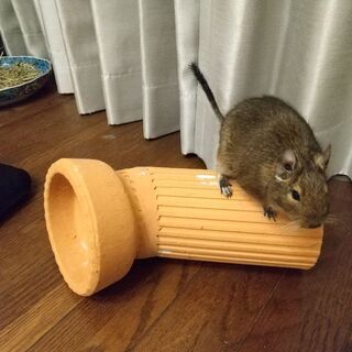 デグー、ハムスターなど小動物のおもちゃ　土管！の画像
