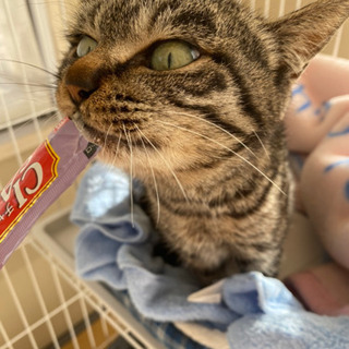 10ヶ月　キジ　メス猫　里親募集