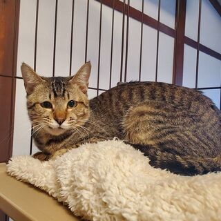 多頭飼い飼育からの救出猫