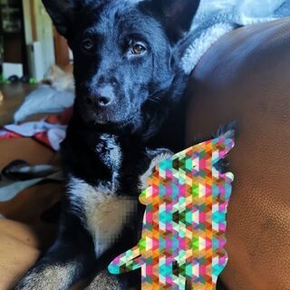 1歳6ヶ月雑種犬
