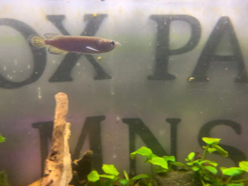 ノーザンバラムンディ　3月9日再入荷致しました