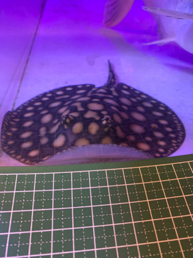 ハイブリッドスティングレイー