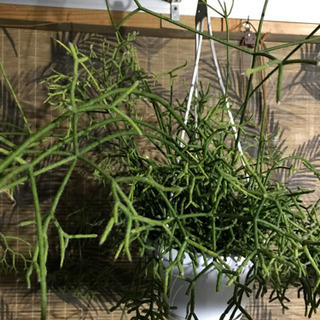 観葉植物好き - 東近江市