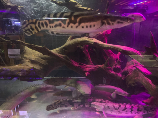 トーマン.エマス（ジャイアントゴールデンスネークヘッド）の価格になります！