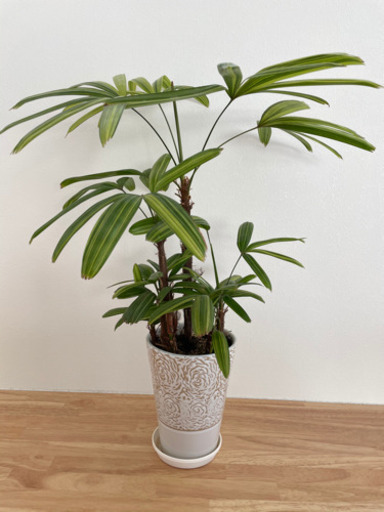 観葉植物　カンノンチク　観音竹