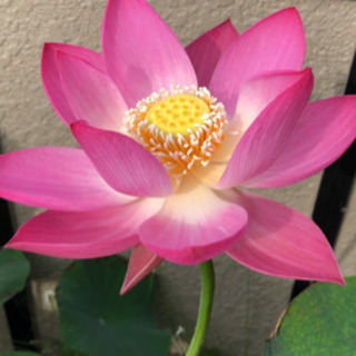 茶碗蓮　1株　苗（蓮根）