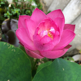 茶碗蓮　1株　苗（蓮根）の画像