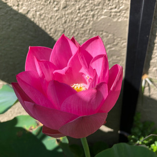 茶碗蓮　1株　苗（蓮根）の画像